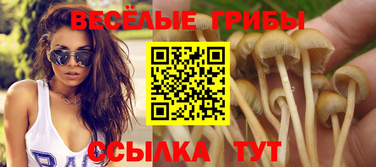 Галлюциногенные грибы Psilocybine cubensis  купить  цена  Приморско-Ахтарск  Псилоцибиновые грибы Cubensis  Вход с VPN 